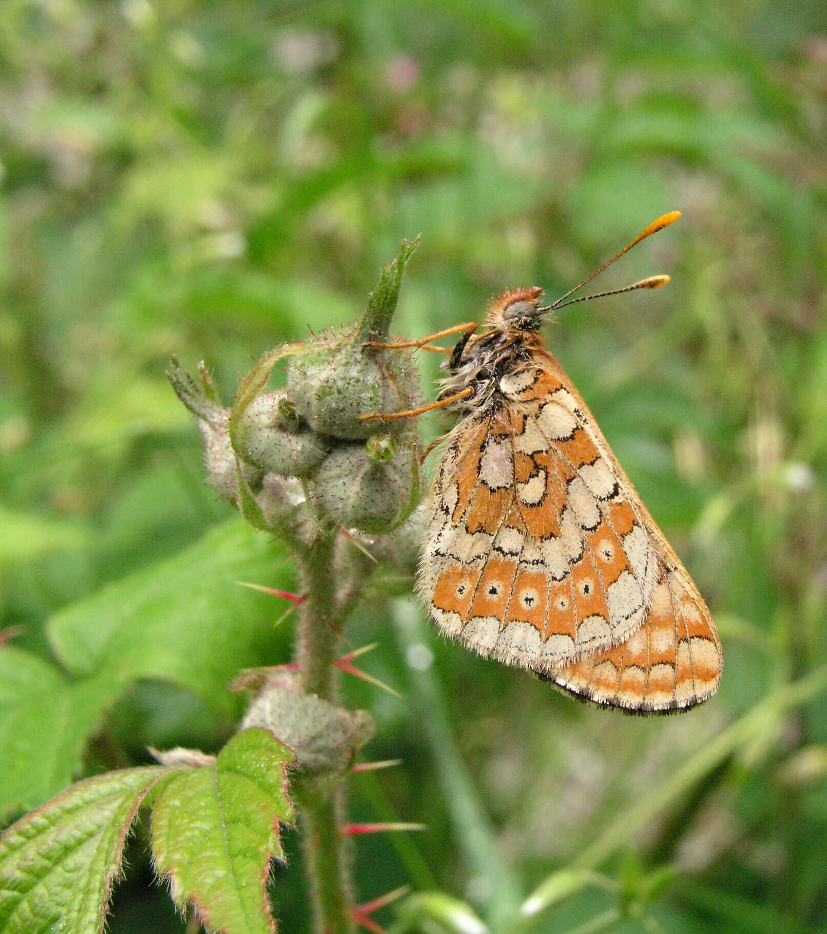 Image of Euphydryas aurinia