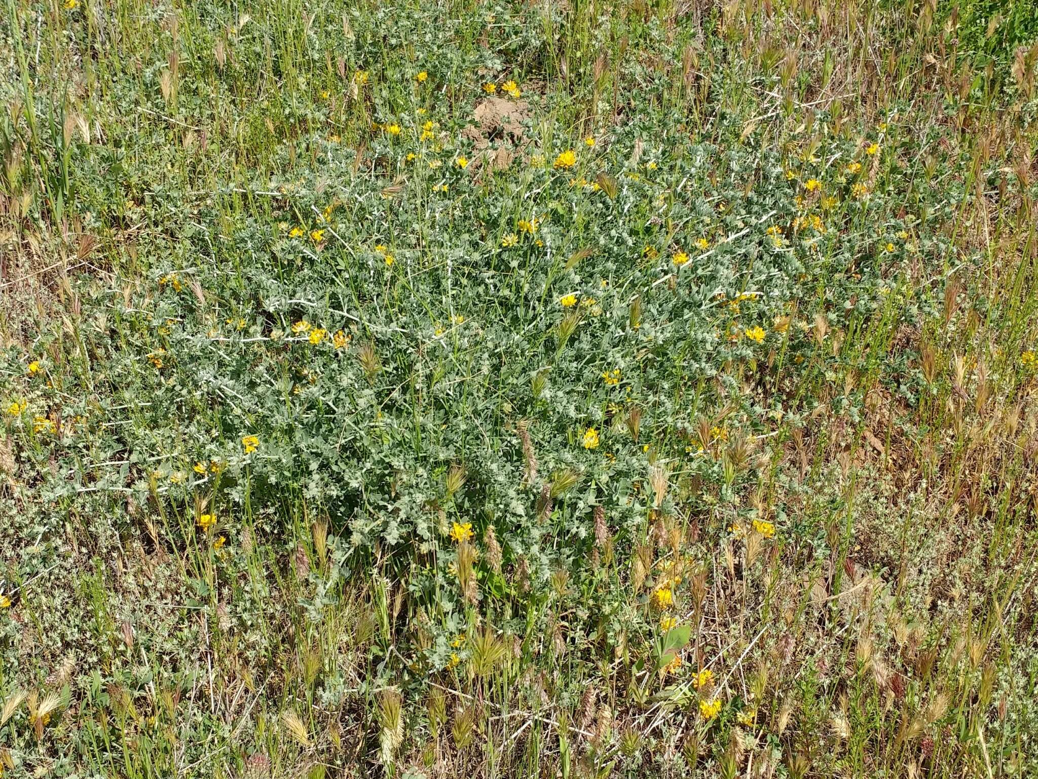 Image of <i>Acmispon argophyllus</i> var. <i>argenteus</i>