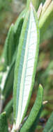 Image of bog rosemary