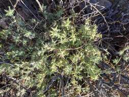 Plancia ëd Cryptantha nevadensis Nels. & Kennedy