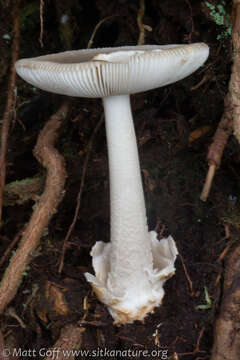 Image of Amanita vaginata (Bull.) Lam. 1783