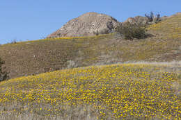 صورة Coreopsis calliopsidea (DC.) A. Gray