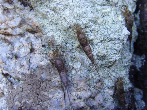 Image of Petrobius