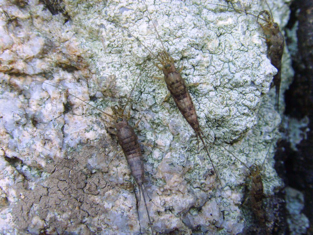 Image of jumping bristletails