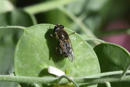 Image of <i>Asemosyrphus polygrammus</i>