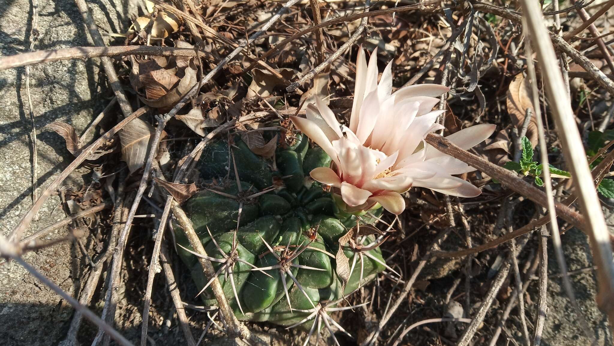 Image of Gymnocalycium mostii (Gürke) Britton & Rose