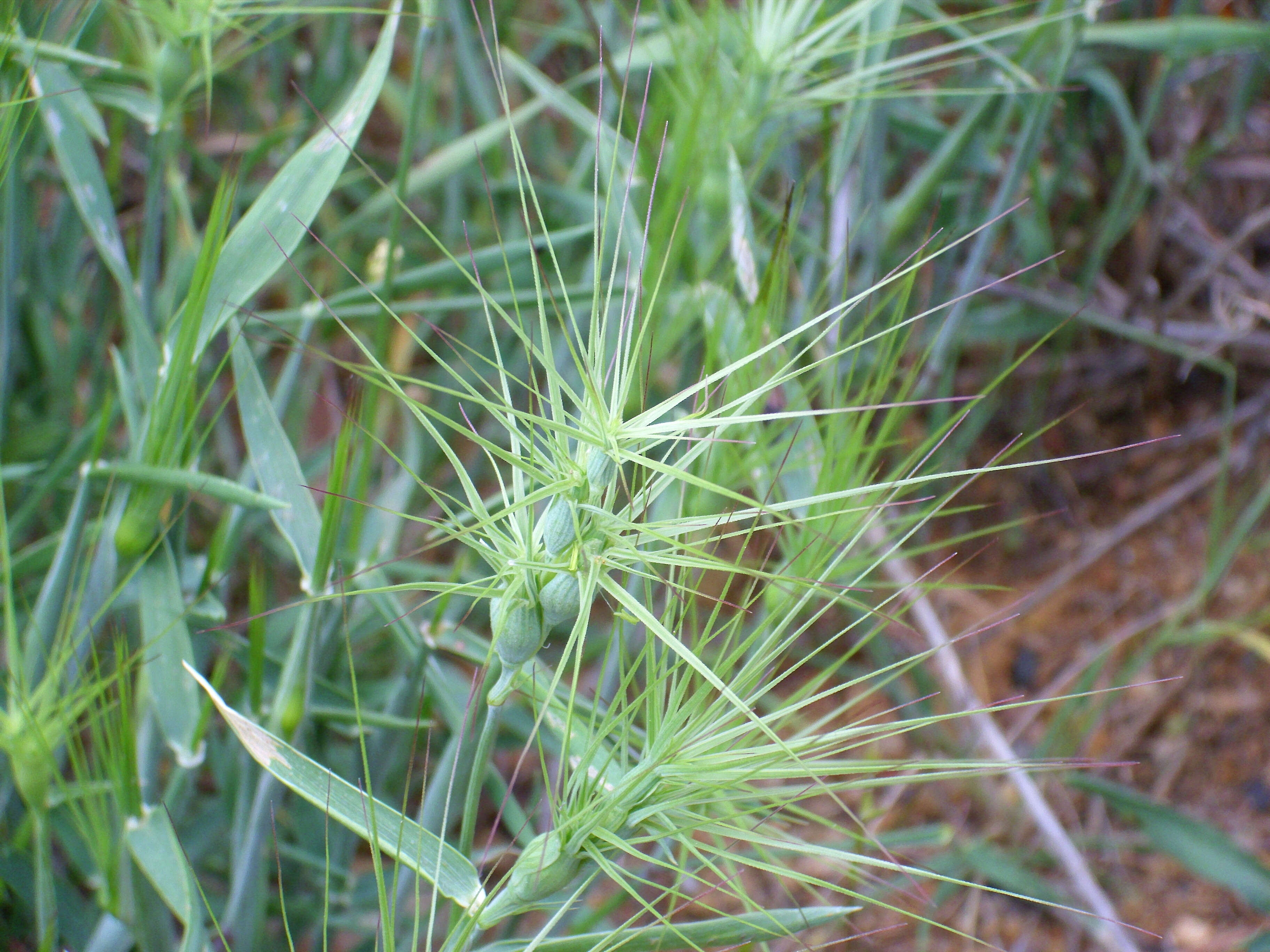 Image of ovate goatgrass