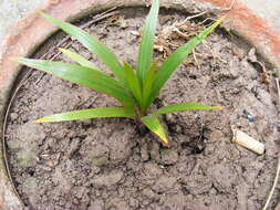 Image of Bottle Palm