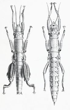 Image of Land Lobster