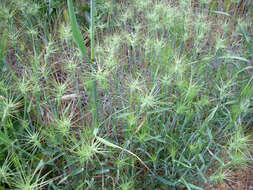 Image of ovate goatgrass