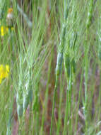 Image of barbed goatgrass