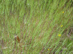 Image of barbed goatgrass