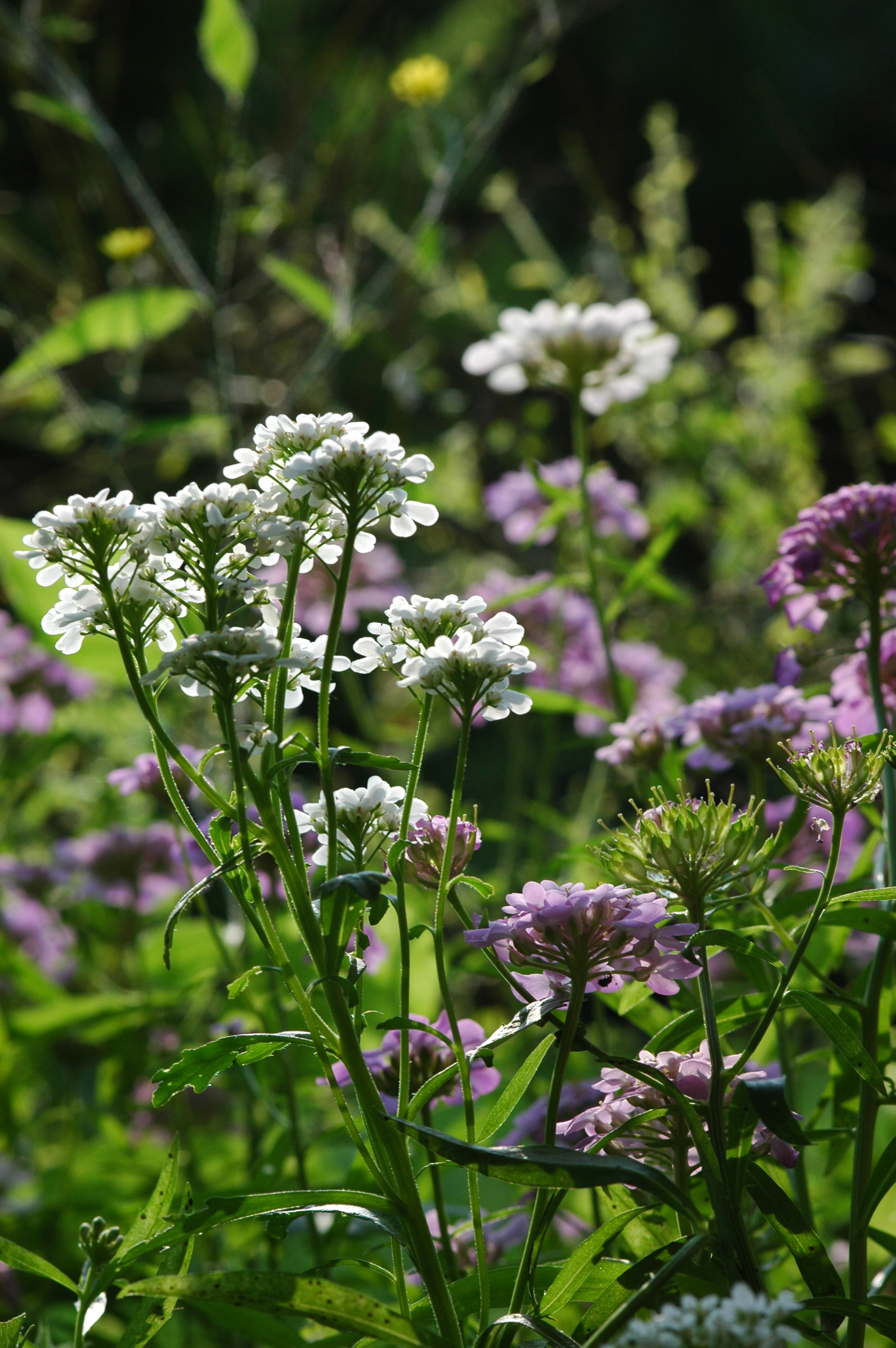 Globe Candytuft Encyclopedia Of Life