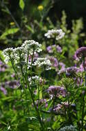 Plancia ëd Iberis umbellata L.