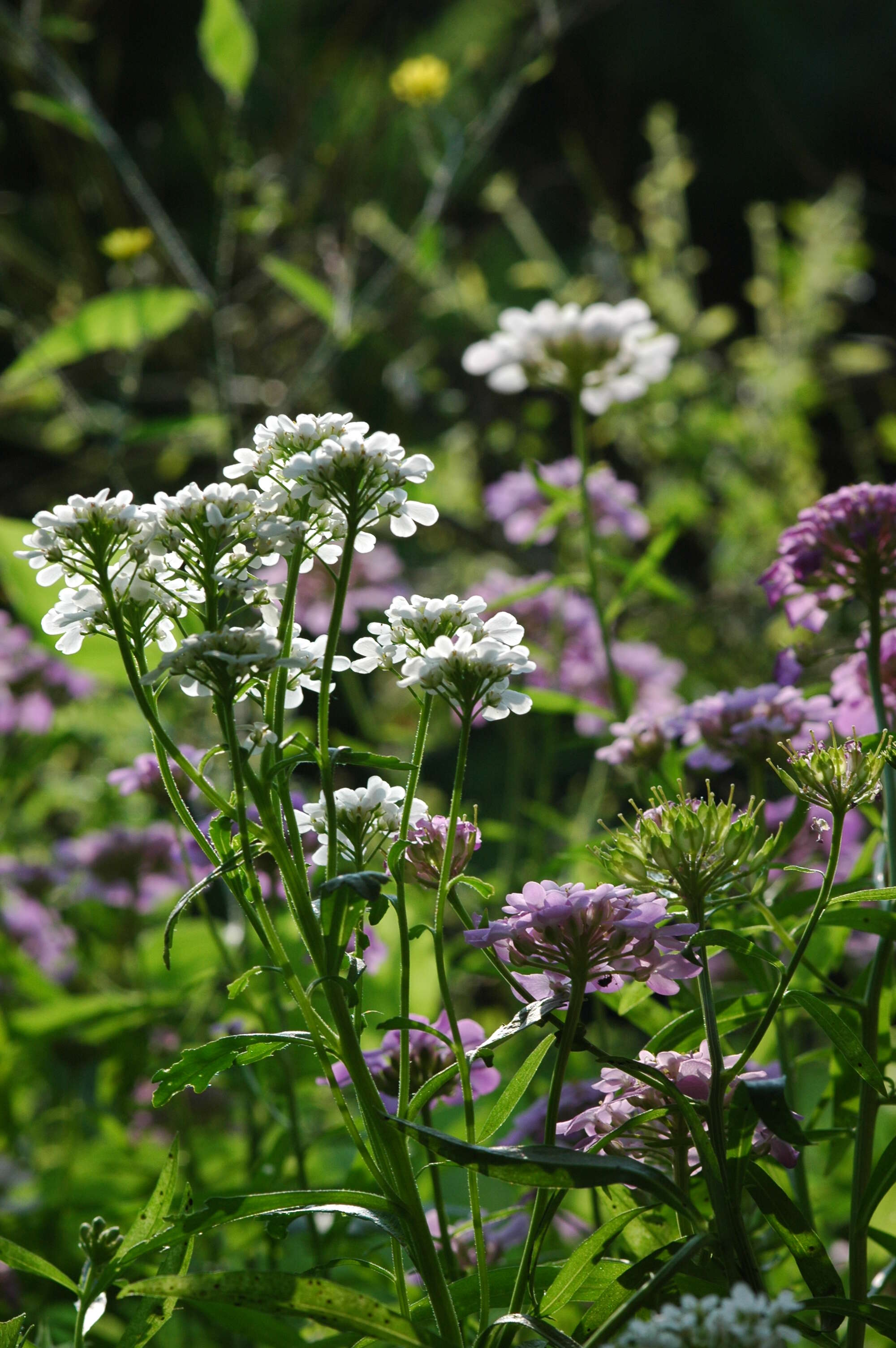 Plancia ëd Iberis umbellata L.