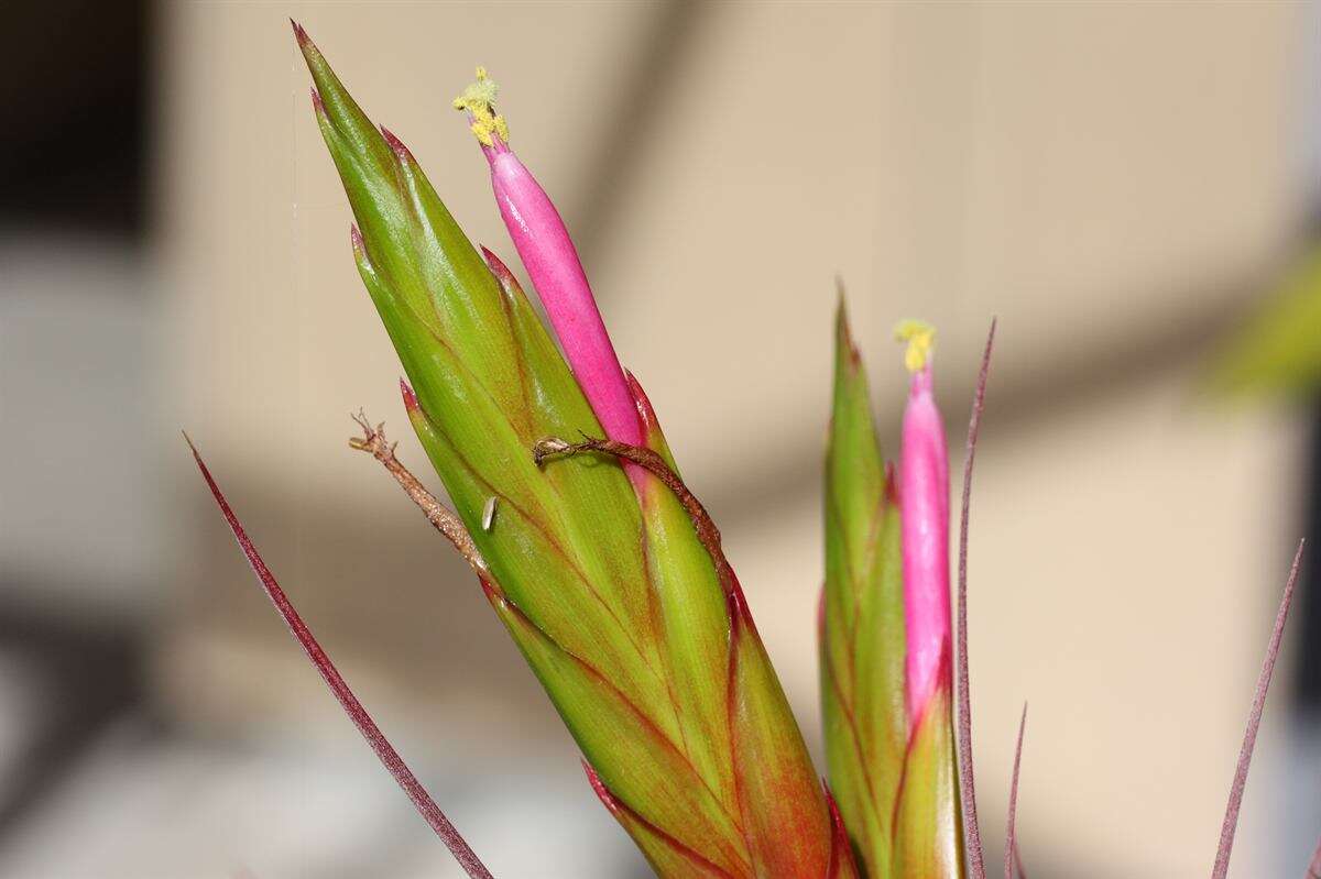 Image of Tillandsia concolor L. B. Sm.