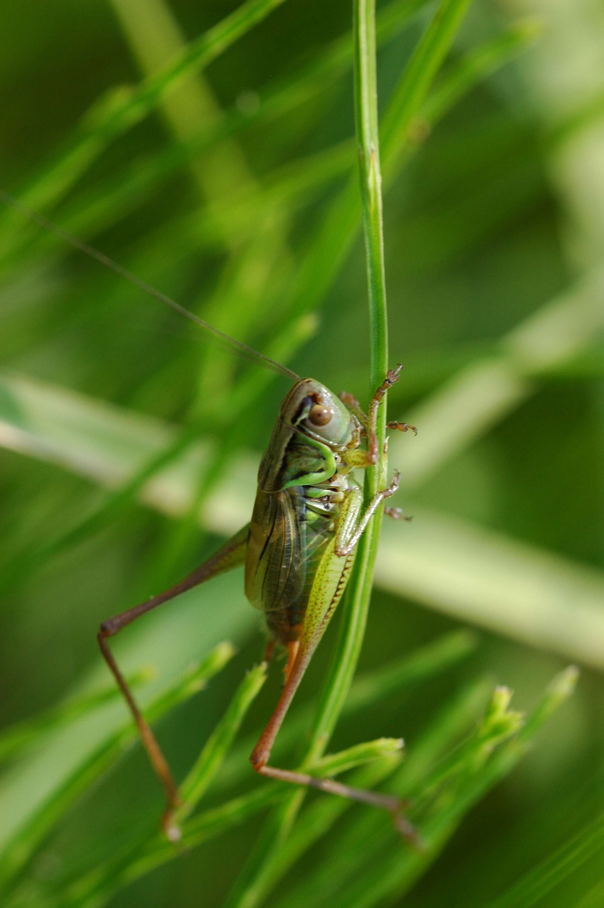 Image of Metrioptera roeselii