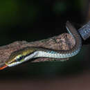 Plancia ëd Dendrelaphis girii Vogel & Van Rooijen 2011