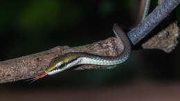 Sivun Dendrelaphis girii Vogel & Van Rooijen 2011 kuva