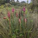 Image de Disa stairsii Kraenzl.