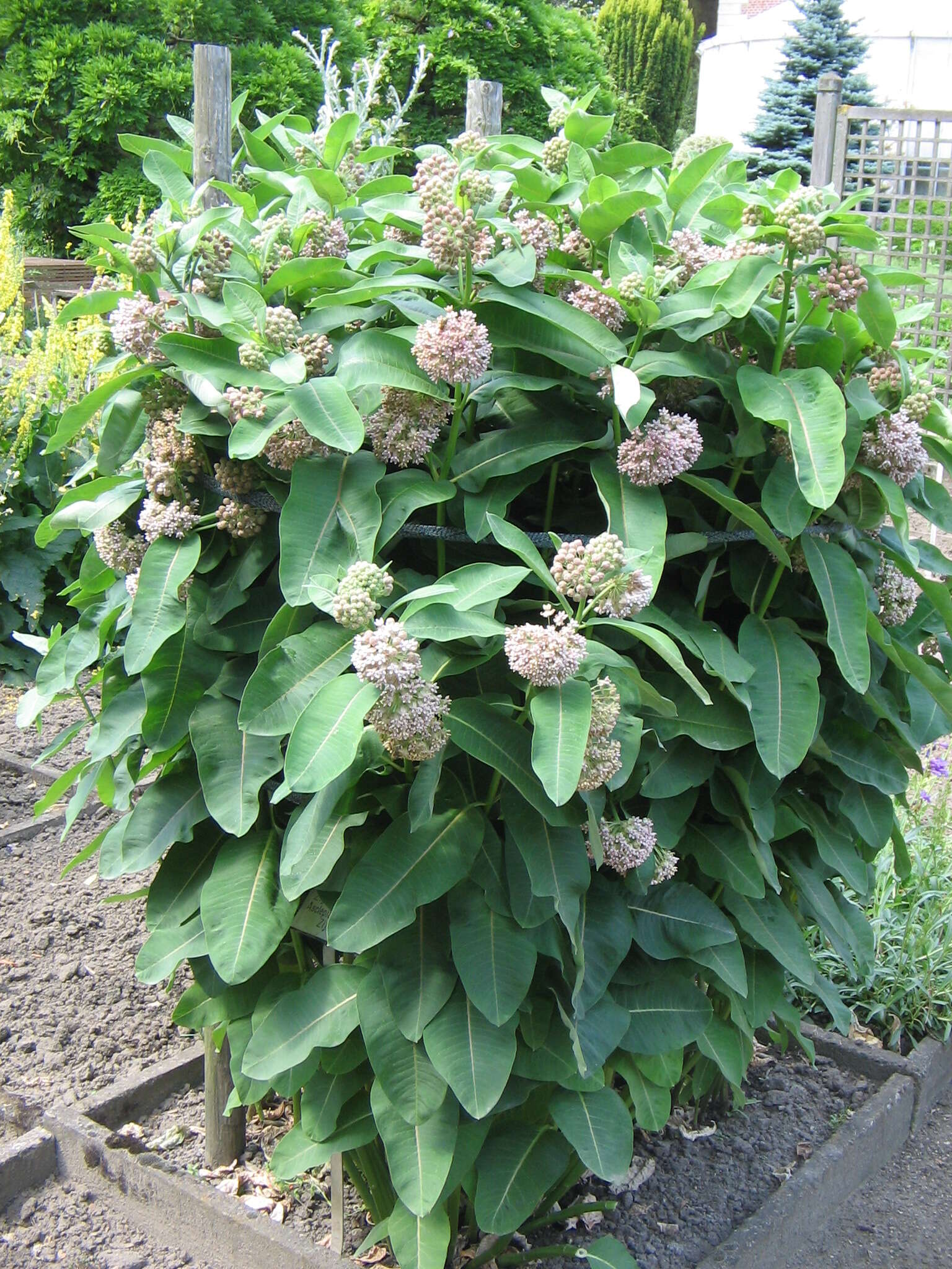 Image of common milkweed