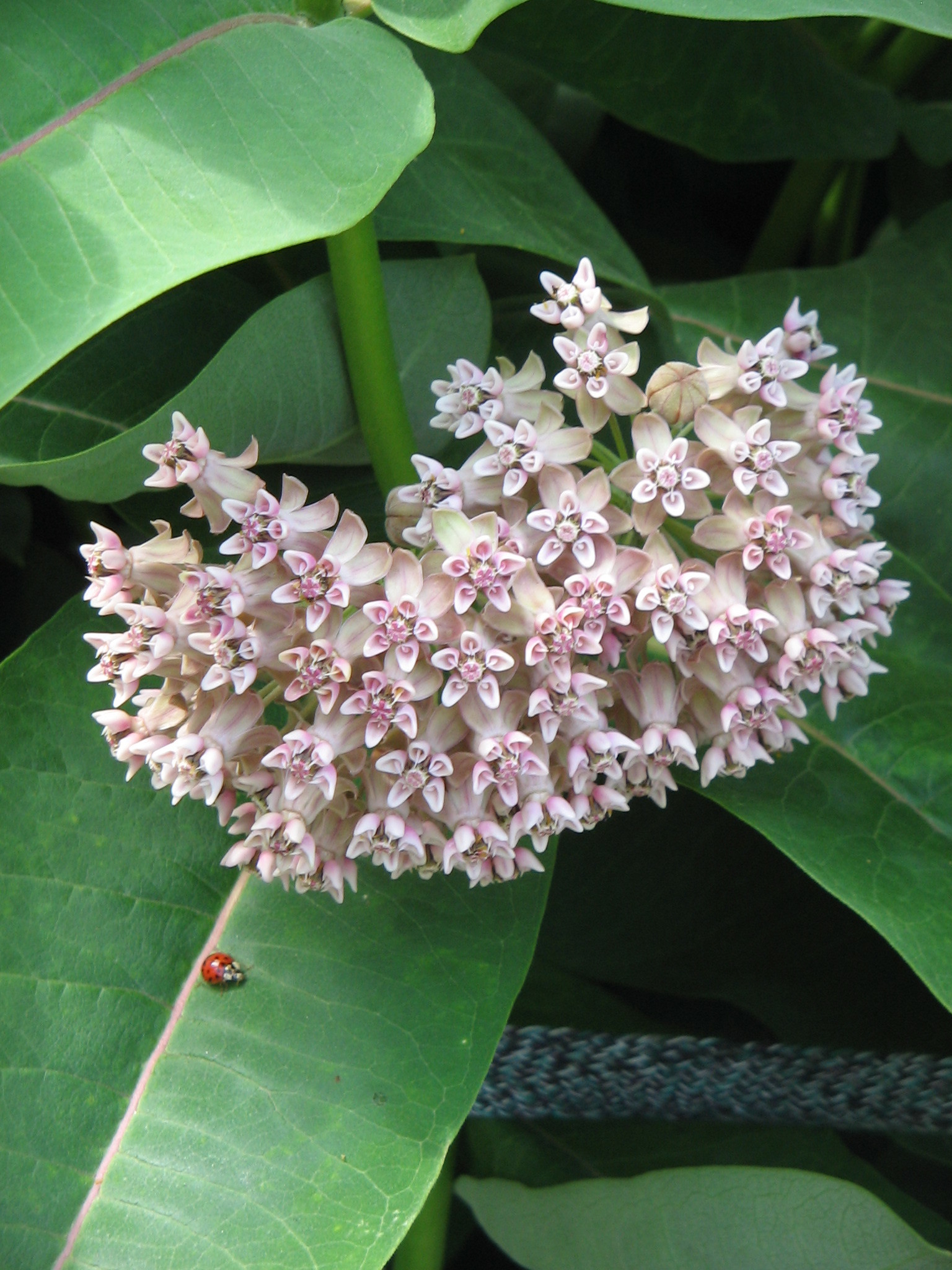 what-does-a-common-milkweed-plant-look-like