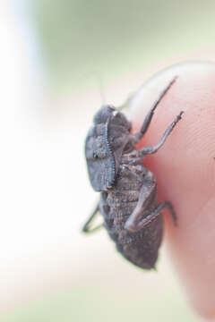 Image of Southern Barbed-wire Bush-cricket