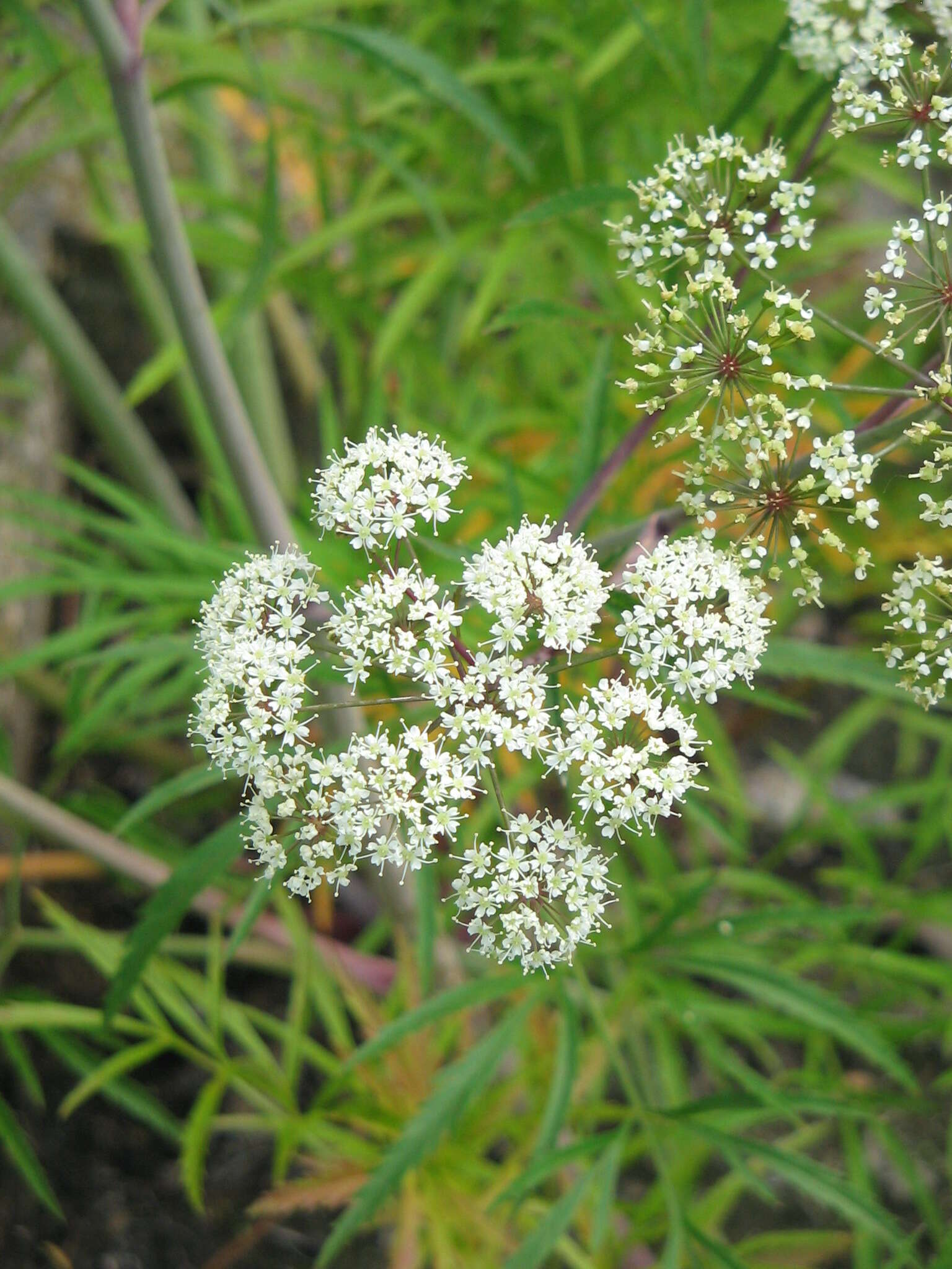 Imagem de Cicuta virosa L.