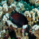 Image of Red-streaked Blenny