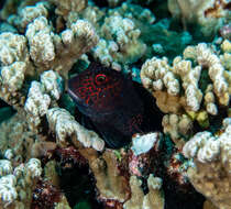 Image of Red-streaked Blenny