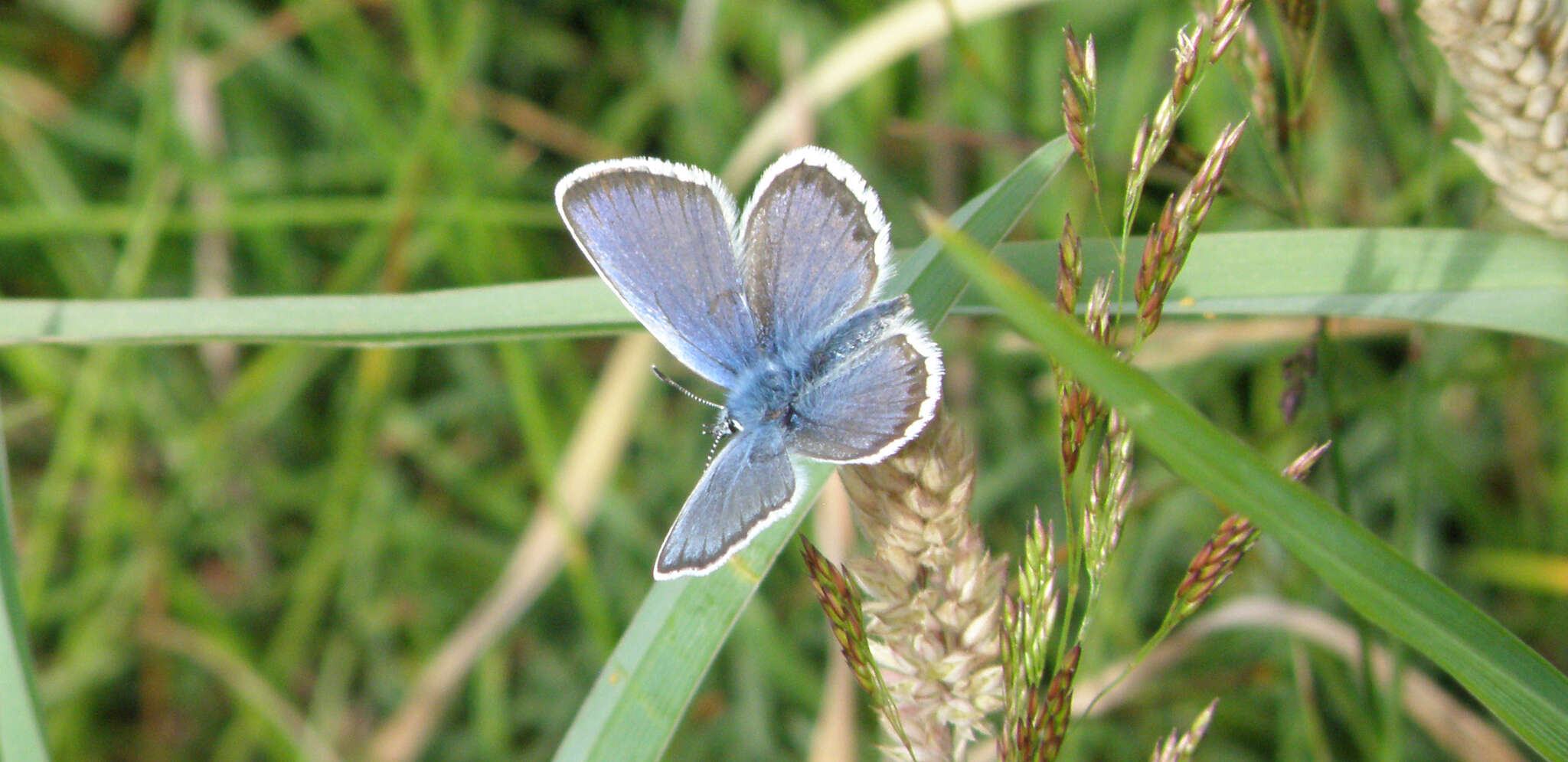 Plancia ëd Plebejus argus (Linnaeus 1758)