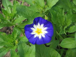 Image of Dwarf Morning Glory