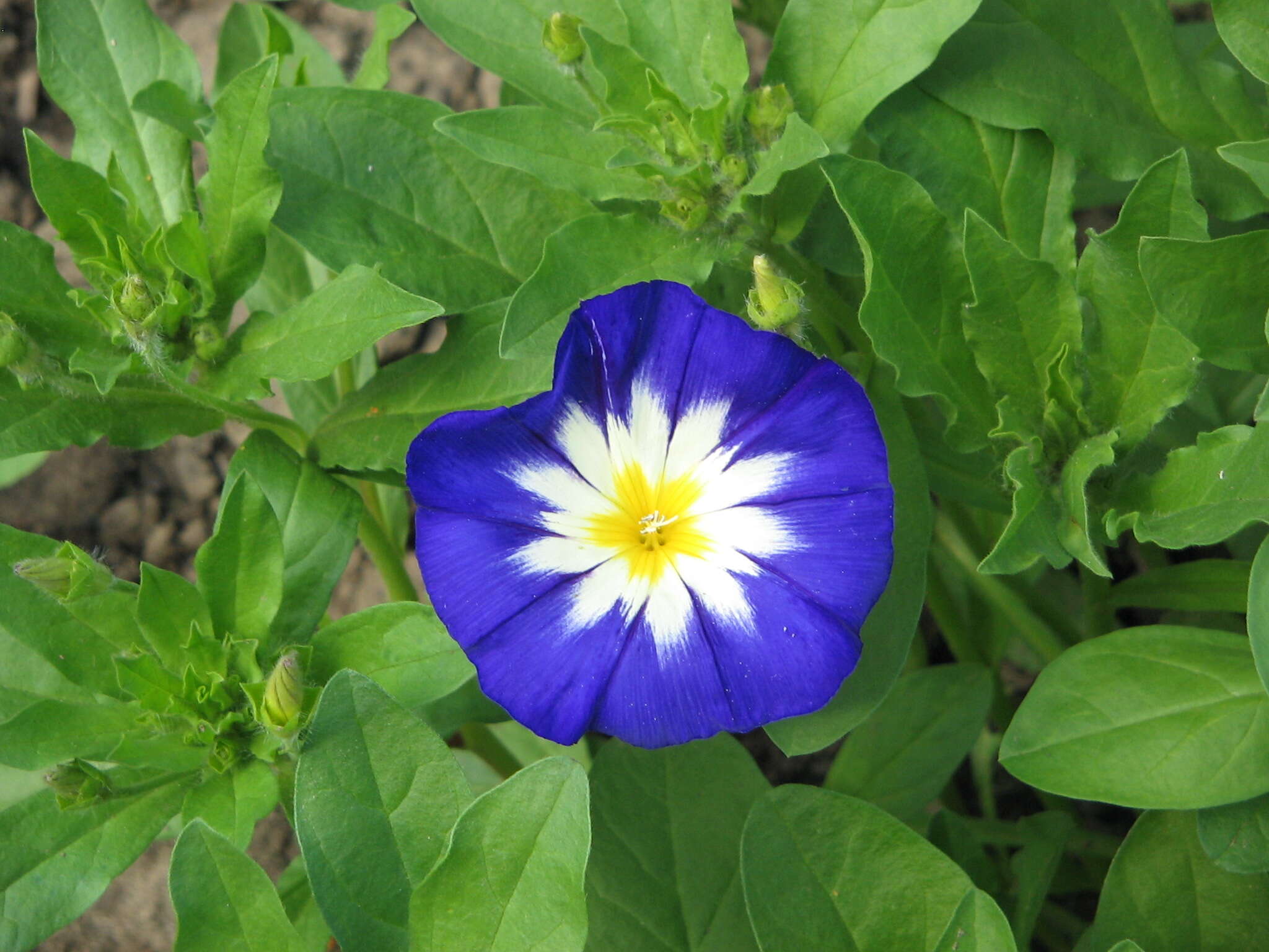 Image of Dwarf Morning Glory