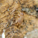 Image of Mann's Ant Cricket