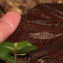 Image of Pygmy stump-tailed chameleon