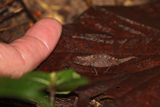 Image of Pygmy stump-tailed chameleon