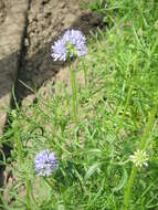 Image of bluehead gilia