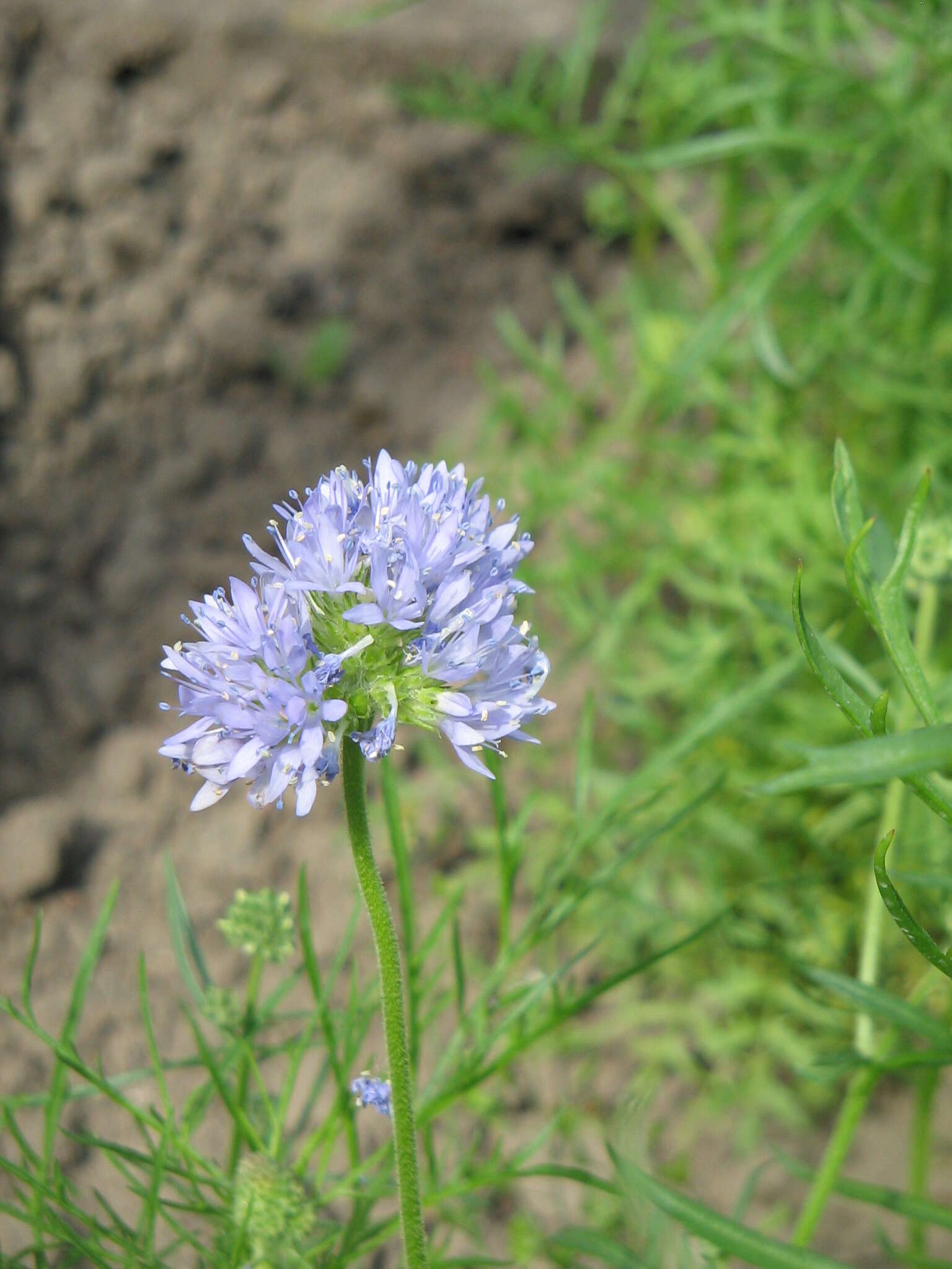 Image of bluehead gilia