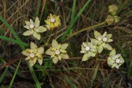 Image of Hooded meadow-star