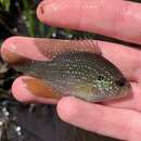 Image of Bluespotted Sunfish