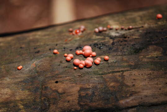 Image of Lycogala epidendrum