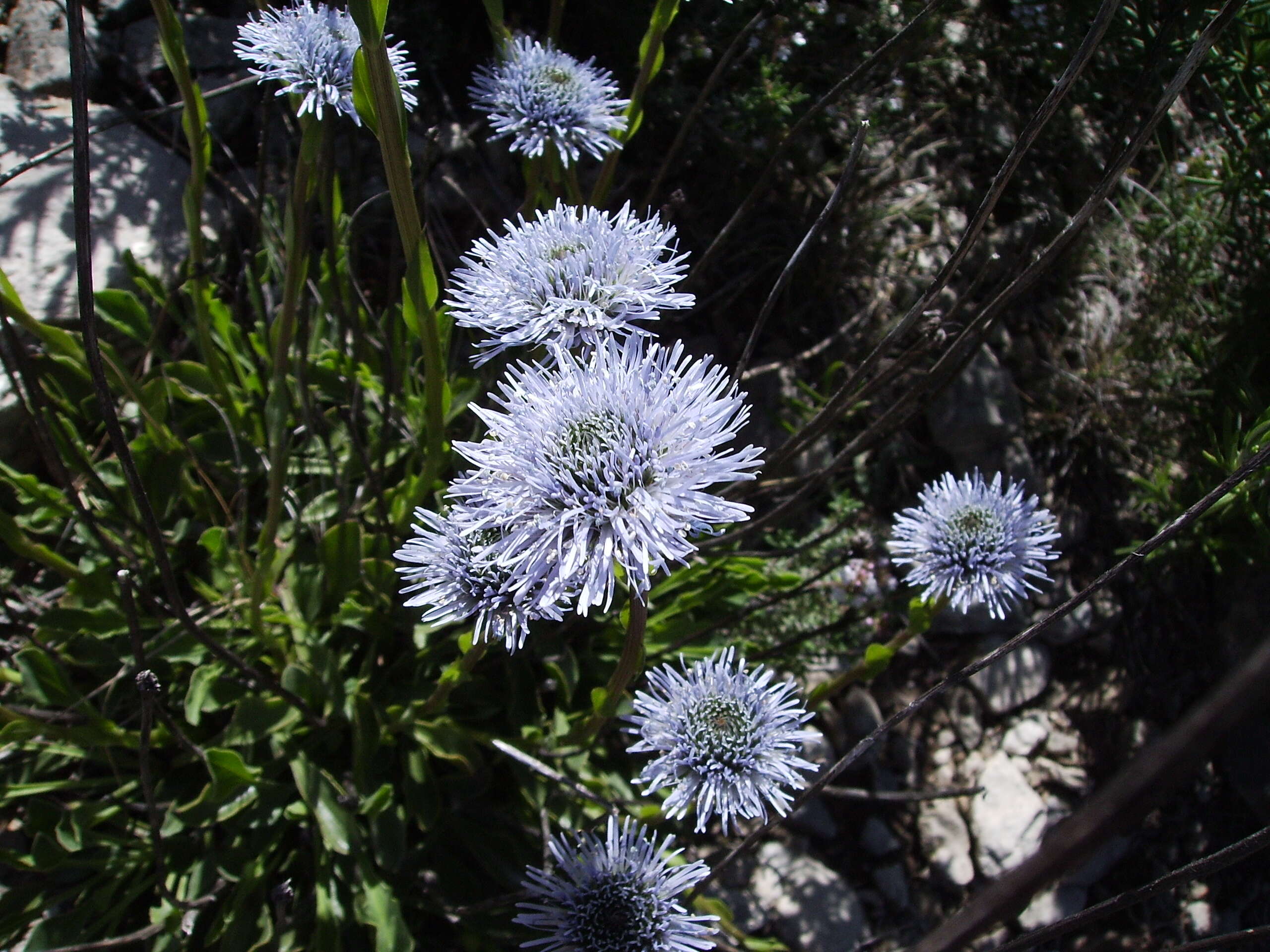 Image of Globularia vulgaris L.