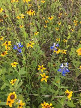 Image of Texas bluebonnet