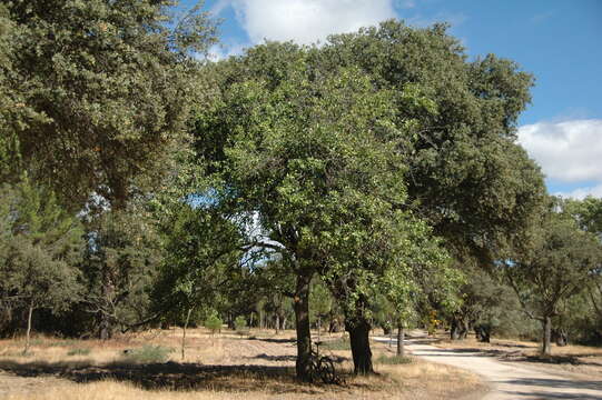 Plancia ëd Pyrus bourgaeana Decne