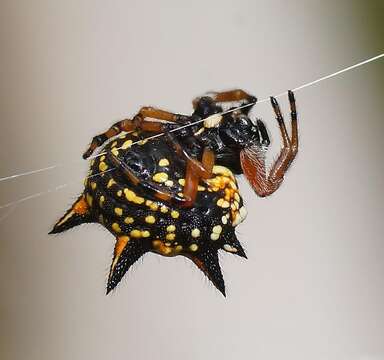 Image of Austracantha