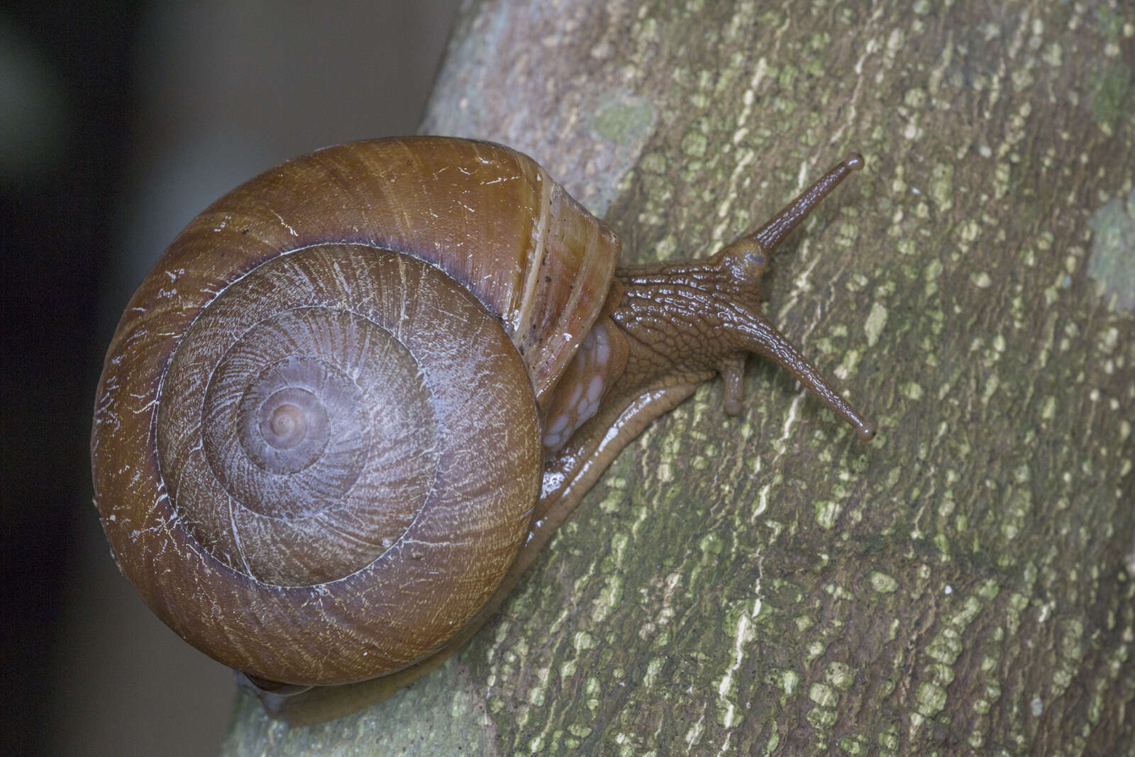 Image of Hemiplecta humphreysiana (I. Lea 1841)