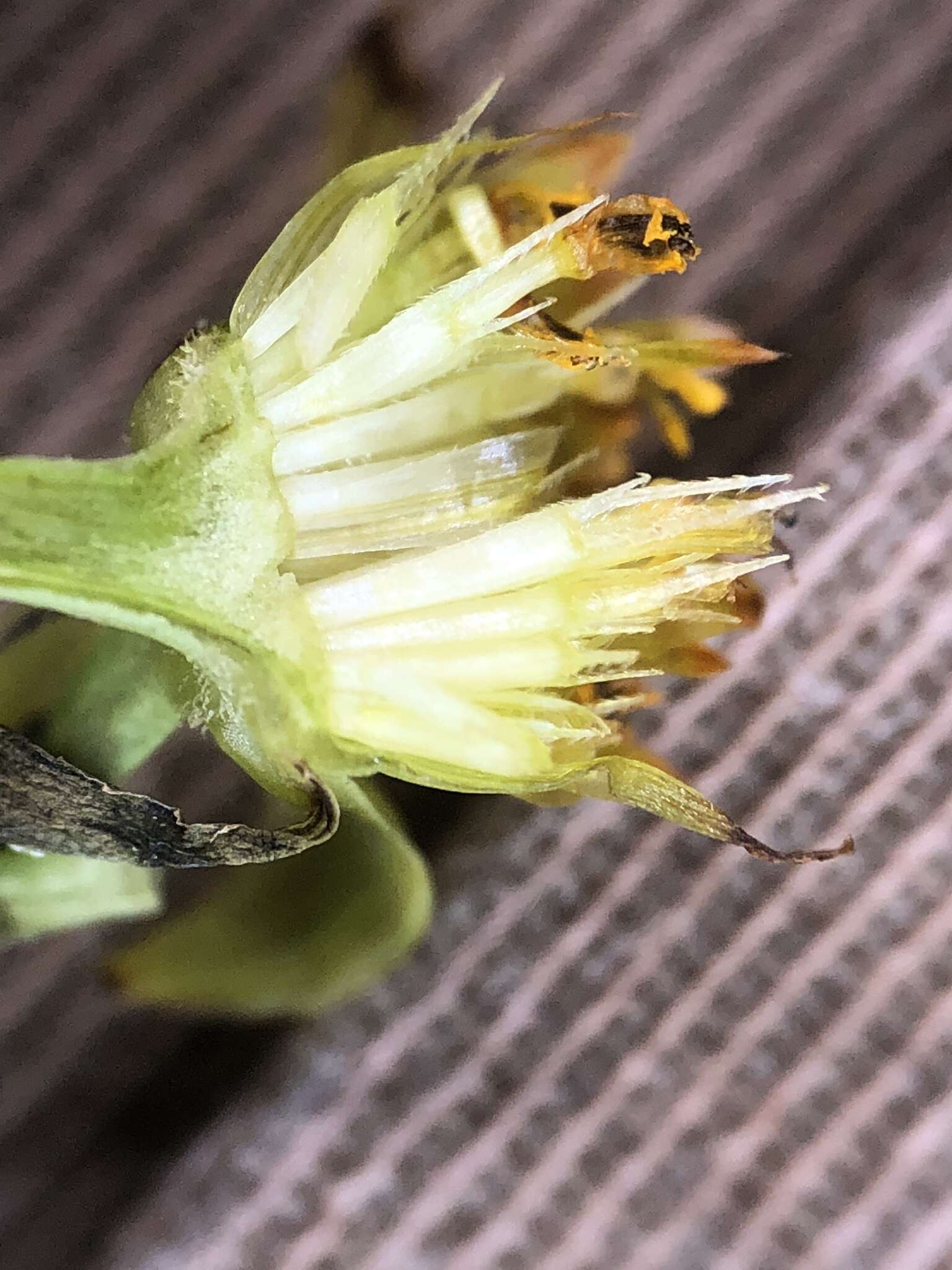 Image of purplestem beggarticks