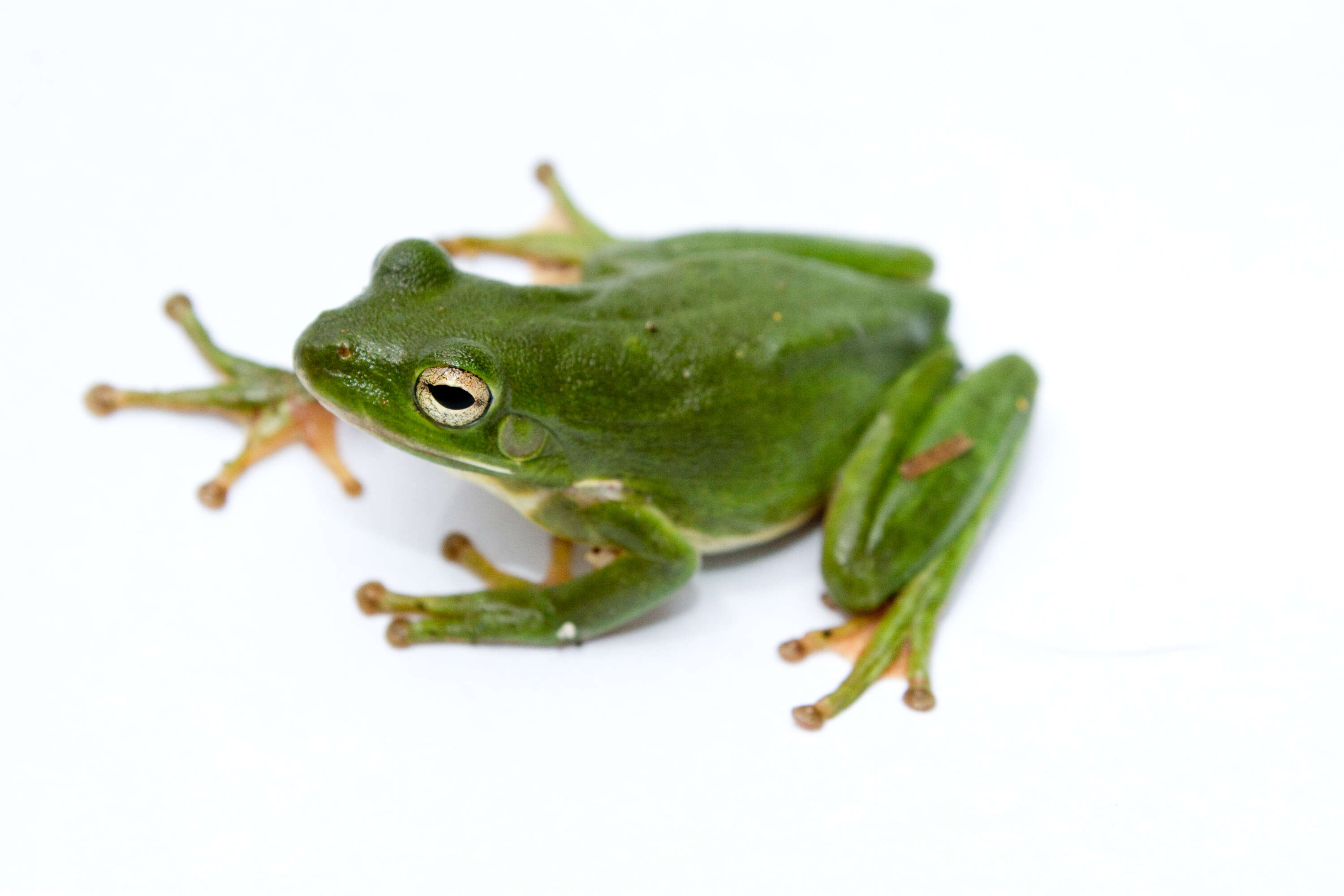 Image of American Green Treefrog