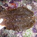 Image of Costaria costata