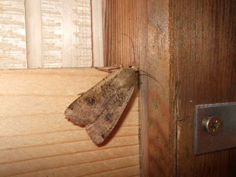 Image of Large Yellow Underwing